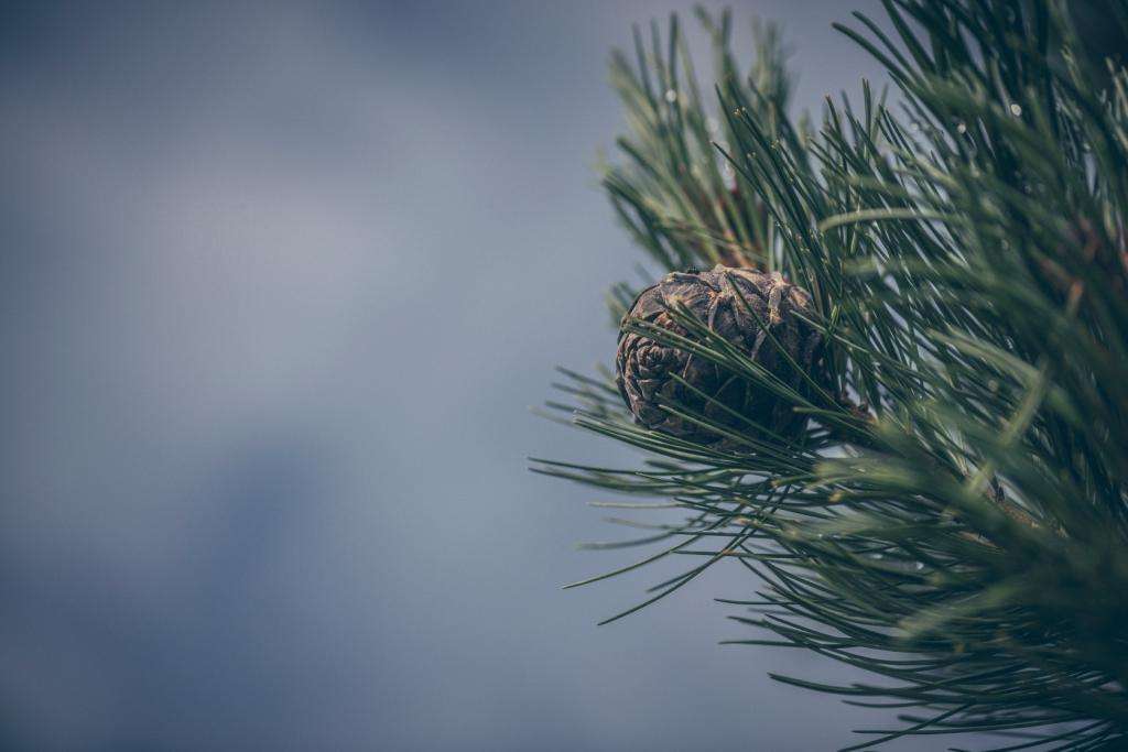 Stinging Nettle and Arthritis